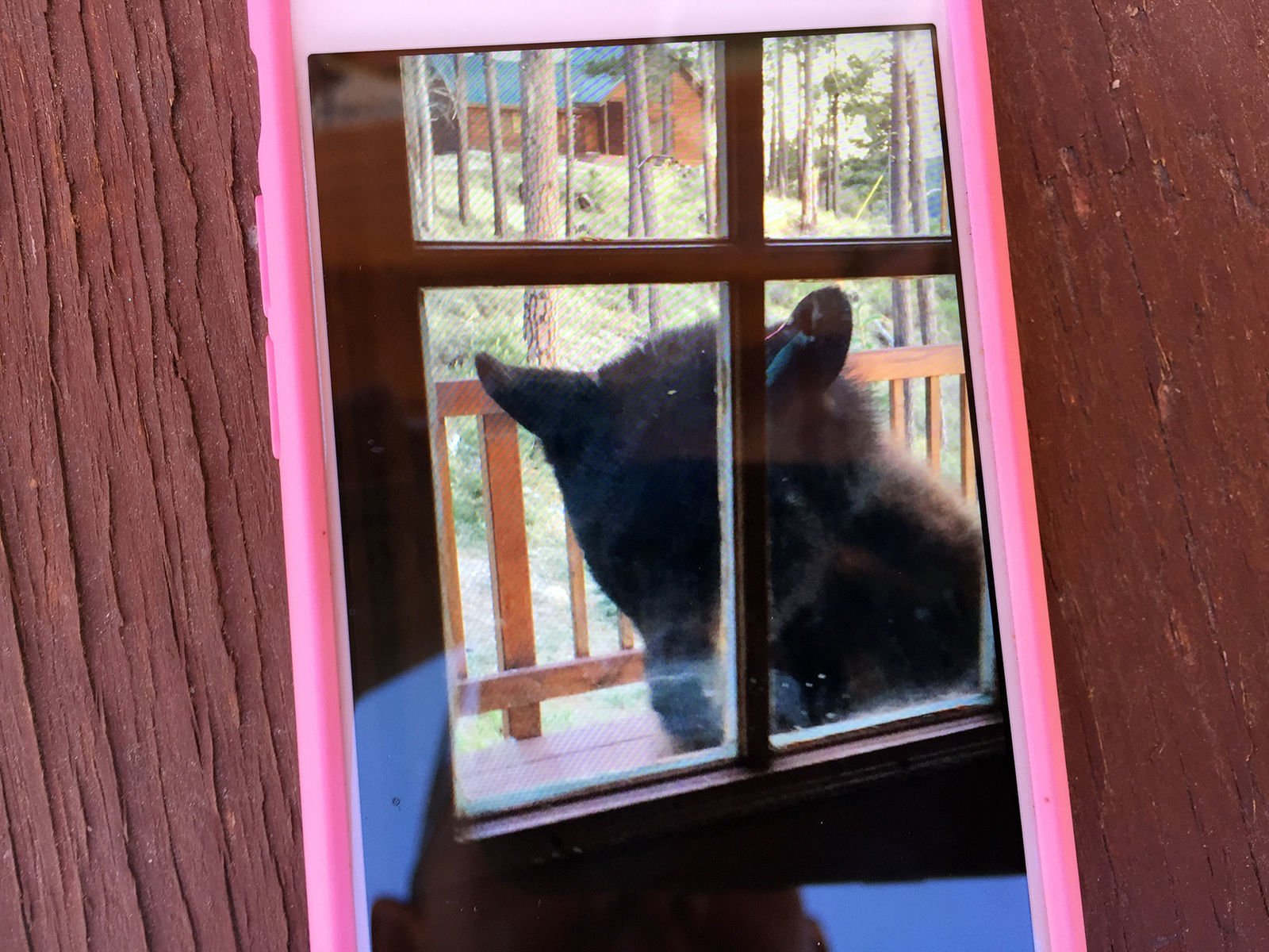 Nasty bear slowly turns straighty